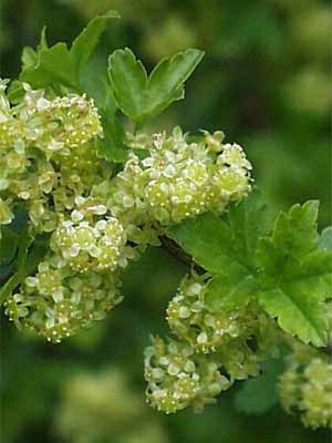 Ribes alpinum, Alpenjohannisbeere