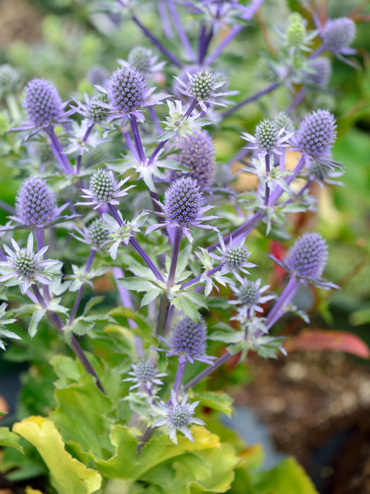 Eryngium planum 'Blue Hobbit' (M), Edeldistel, Mannstreu