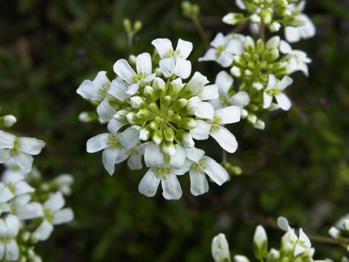 Weiße Blüte der Mazedonien-Gänsekresse 'Variegata'