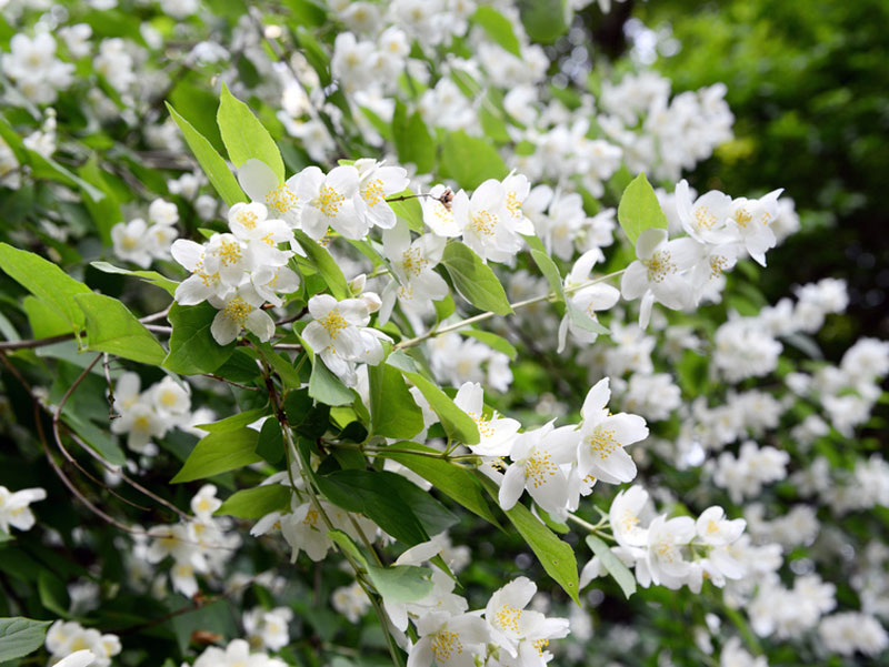 Bauernjasmin Äste