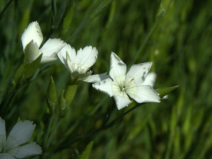 Dianthus deltoides 'Albus', weiße Heidenelke, Steinnelke