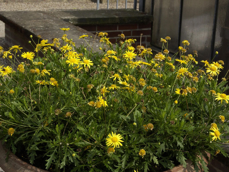 Euryops Hybride - gelbe Strauchmargerite