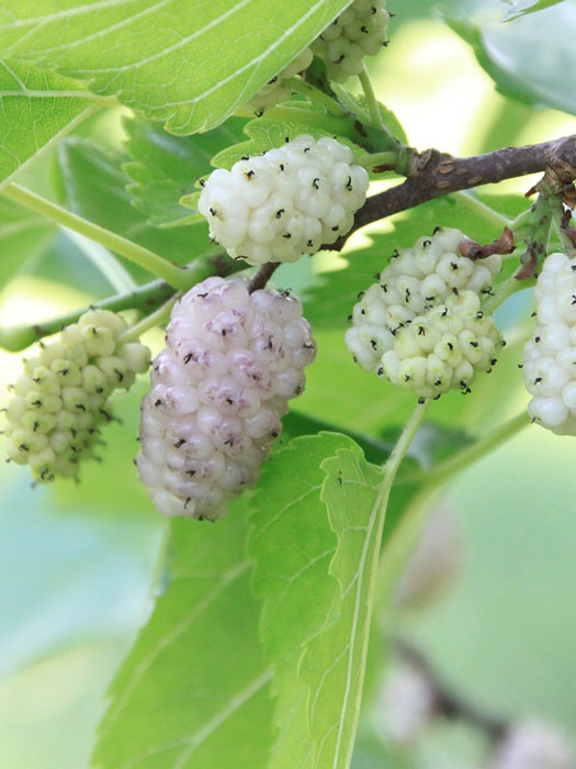 Morus alba, weiße Maulbeere