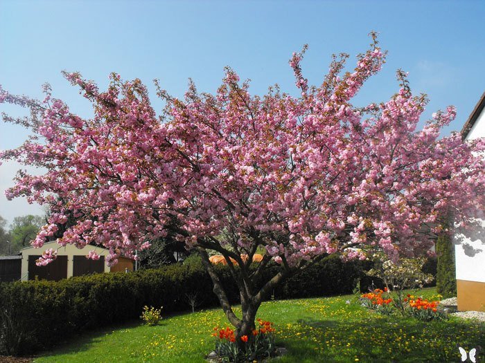 Prunus serrulata 'Kanzan', Japanische Nelkenkirsche - Hochstamm