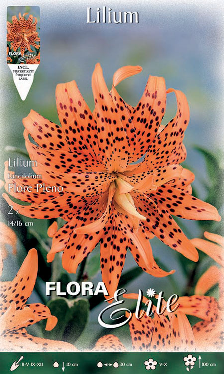 Lilie 'Flore Pleno', Lilium lancifolium (Art.Nr. 521790)