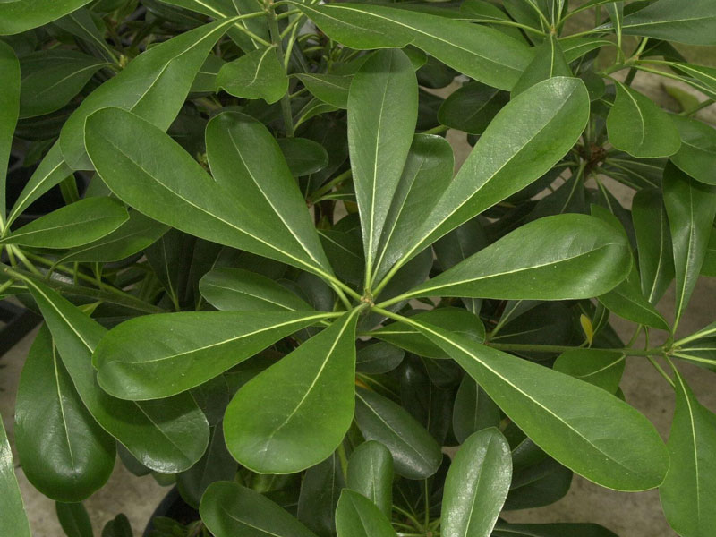 Pittosporum tobira, chinesische Klebsame