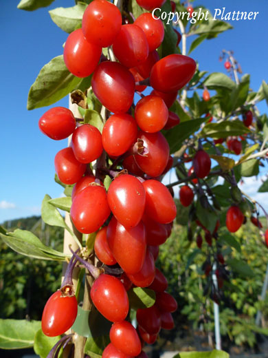 Goji-Beere 'Synthia' (Lycium barbarum Synthia)