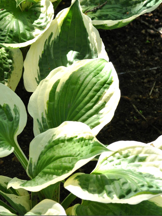 Hosta x fortunei 'Patriot', Weißrand-Funkie, Herzblatt-Lilie, Schneefeder-Funkie