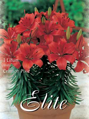 Topf- und Beet-Lilie 'Crimson Pixie', Lilium (Art.Nr. 521774)