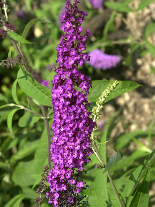 Aufrecht wachsende Blütenrispe des Sommerflieders 'Royal Red' 