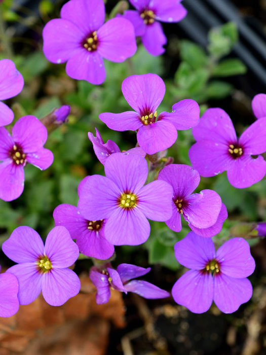 Aubrieta Hybride 'Blaumeise', Blaukissen