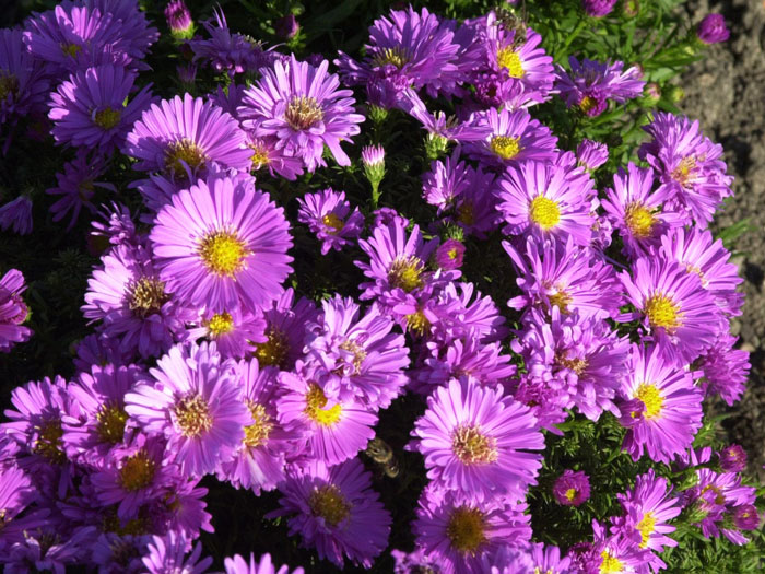 Aster dumosus 'Heinz Richard', rosa Kissen-Aster, Herbst-Aster