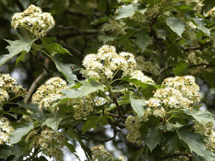 Elsbeere, Sorbus torminalis