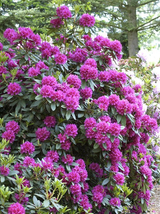 Rhododendron 'Dr. H. C. Dresselhuys'