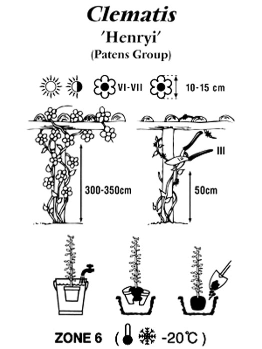 Pflanz- und Pflegeanleitung für die Clematis 'Henryi'