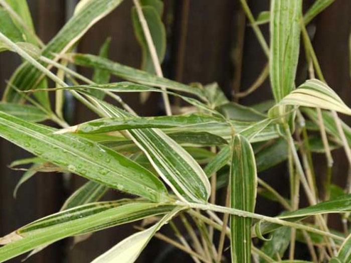 Sasaella glabra (masmuneana) 'Albostriata', Gestreifter Zwerg-Bambus