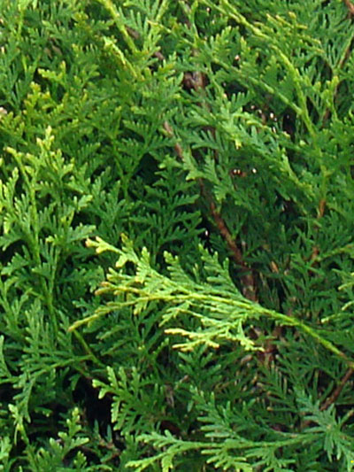 Nadeln Thuja Braband