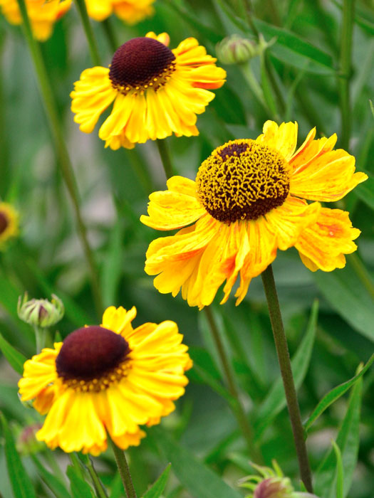 Helenium x cultorum 'Wyndley', Garten-Sonnenbraut