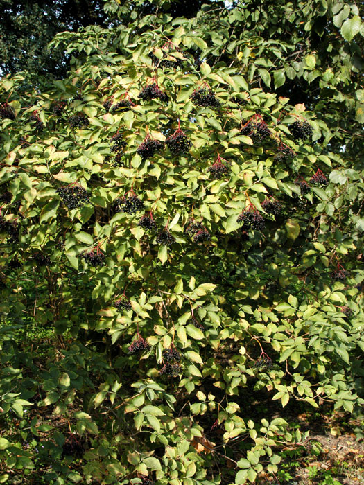 Sambucus nigra, Schwarzer Holunder