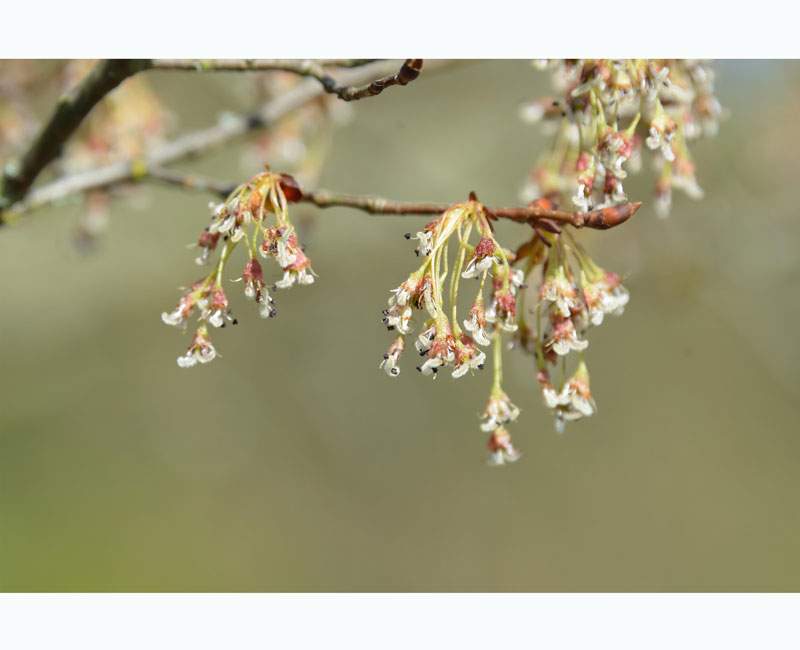 Ulmus laevis, Flatterulme