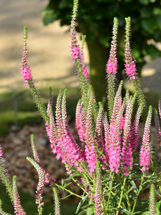 Veronica spicata 'Rotfuchs' (syn. 'Red Fox'), Ähriger Ehrenpreis