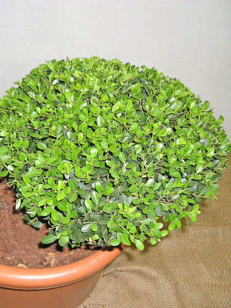 Ilex crenata Green Hedge - Bonsai, XXL-Produkt