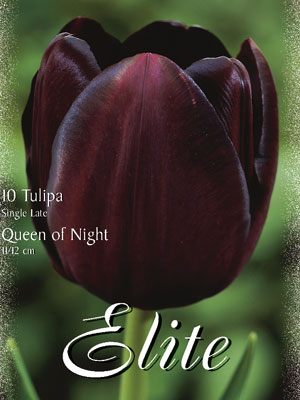 Einfache späte Tulpe 'Queen of Night' (Art.Nr. 595356)