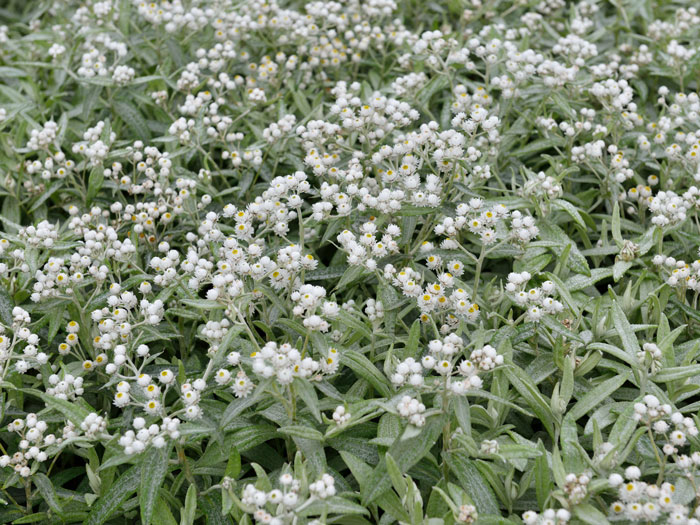 Blatt und Blüte der Silberimmortelle 'Silberregen'