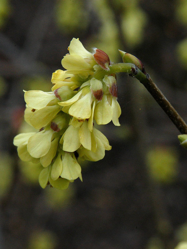 Corylopsis spicata, Ährige Scheinhasel