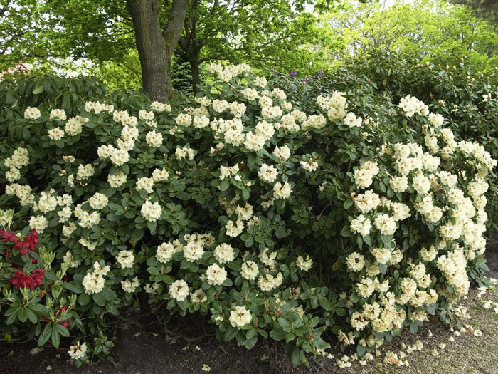 Rhododendron 'Goldbukett'