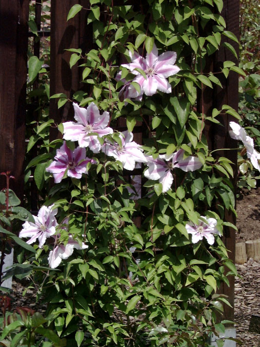 Die Clematis 'Nelly Moser' zur Begrünung eines Zauns