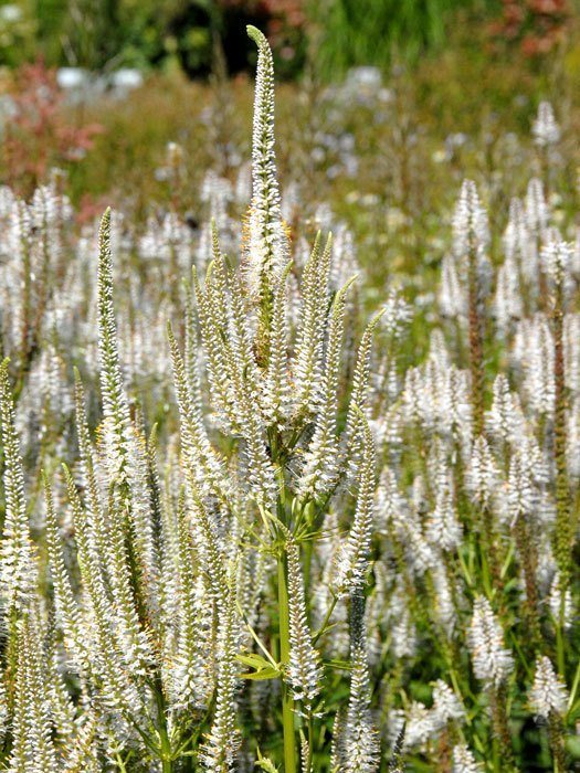 Veronicastrum virginicum 'Diana', Weißer Kandelaber-Ehrenpreis