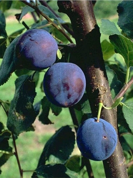 Bühler Frühzwetsche mit Früchten