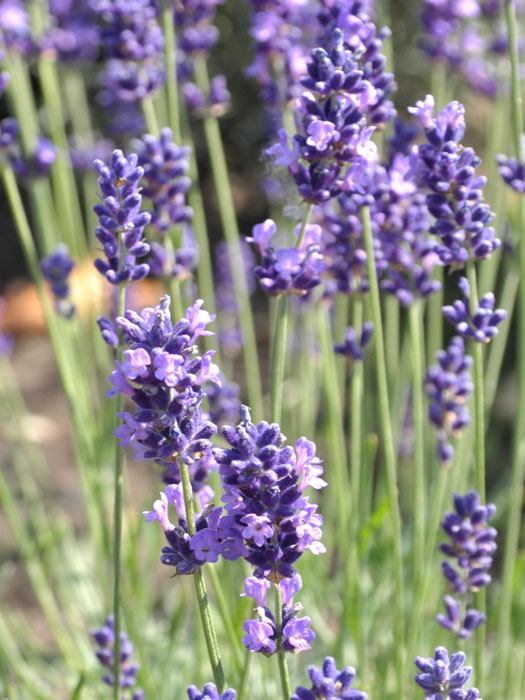 Garten-Lavendel Hidcote Blue