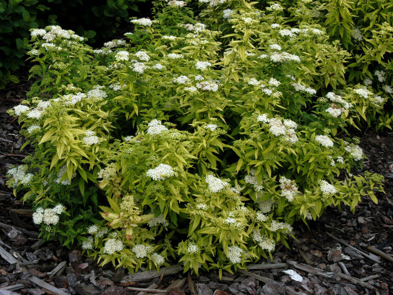 Spiraea japonica 'Albiflora', Weiße Zwerg-Spiere