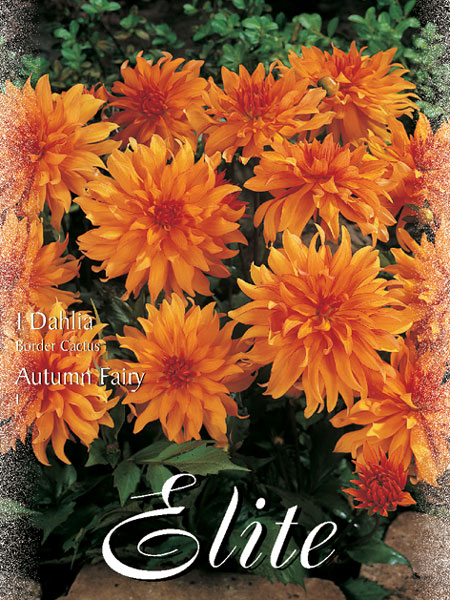 Beet-Dahlie 'Autumn Fairy', Dahlia (Art.Nr. 520304)