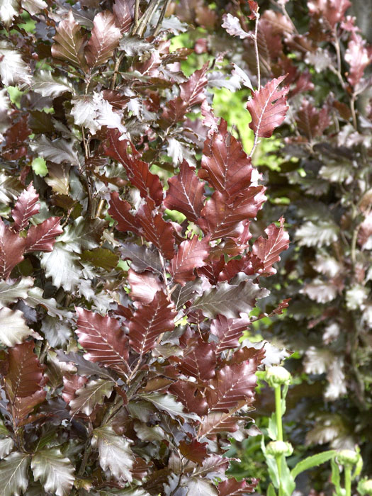 Fagus sylvatica 'Rohan Obelisk', Rote Säulenbuche