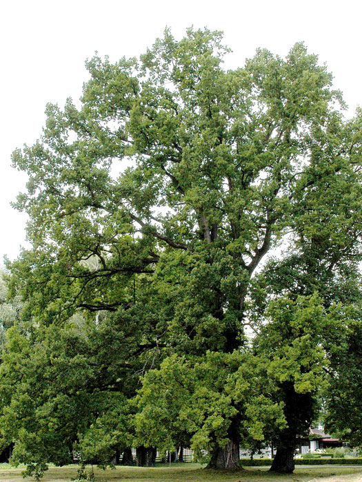 Quercus robur, Stiel-Eiche