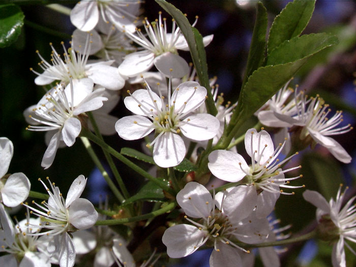 Prunus fruticosa 'Globosa', Kugel-Kirsche - Hochstamm