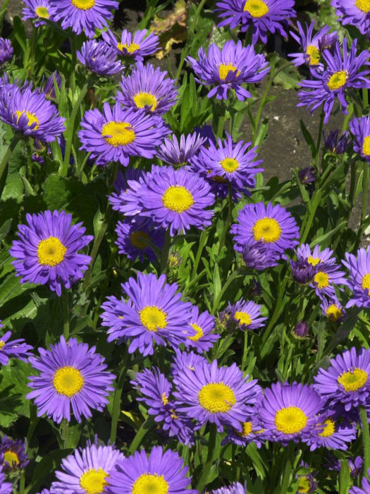 Aster alpinus 'Dunkle Schöne' (M), Alpen-Aster, Frühjahrsaster