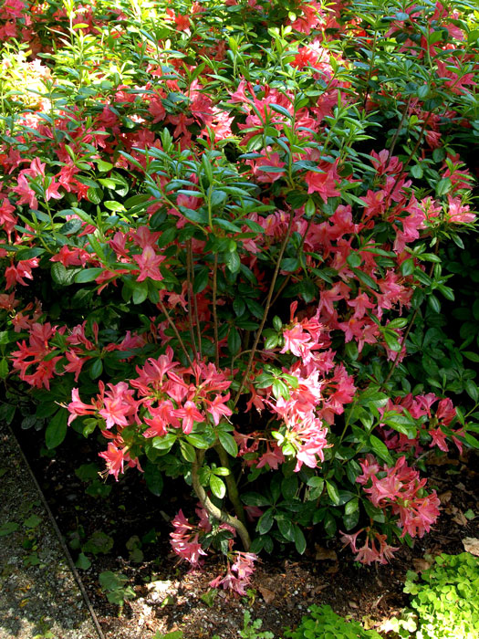 Rhododendron luteum 'Jolie Madame', sommergrüne japanische Gartenazalee