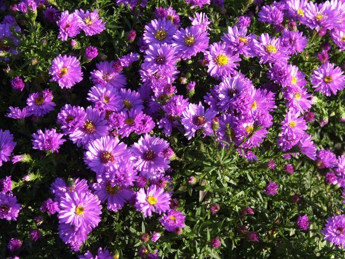 Aster dumosus 'Rosenwichtel', rosa Kissen-Aster, Herbst-Aster