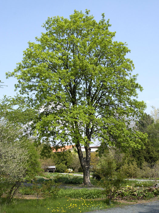 Acer pseudoplatanus, Bergahorn