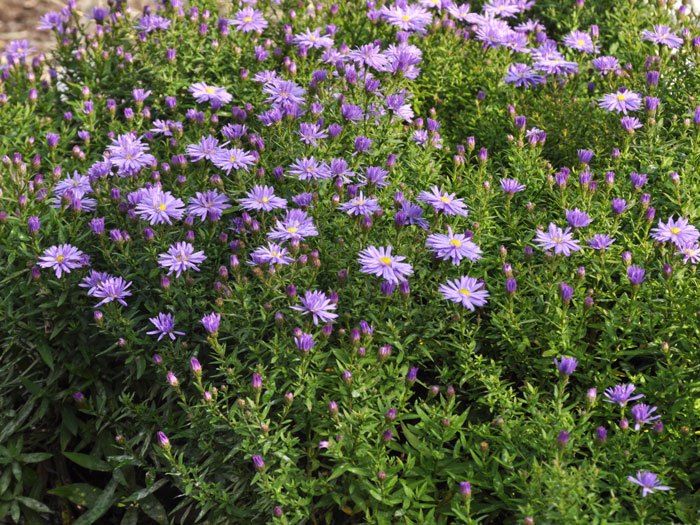 Aster dumosus 'Professor A. Kippenberg' (M), Kissen-Aster, Herbst-Aster