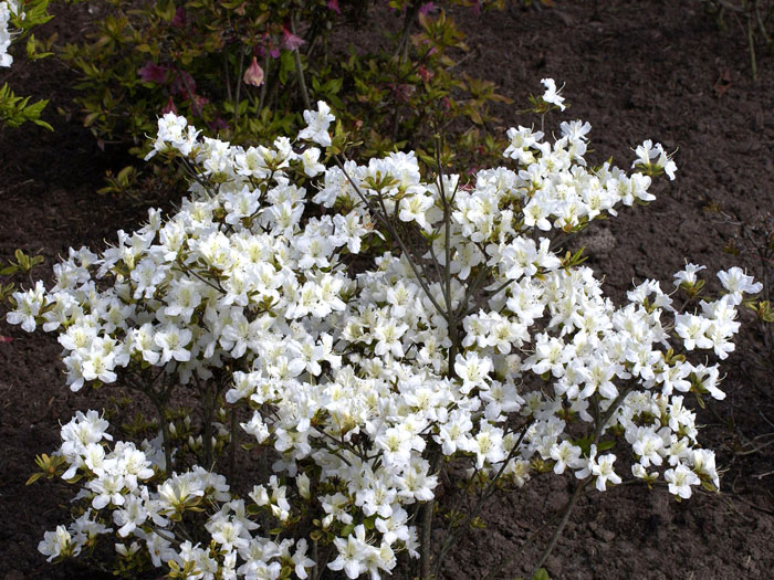 Rhododendron obtusum 'Schneeglanz', wintergrüne japanische Gartenazalee