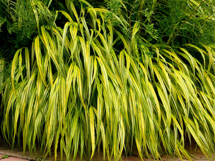 Hakonechloa macra 'Aureola' (M), Japanisches Gold-Berggras