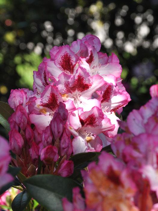 Rhododendron 'Hachmanns Charmant'