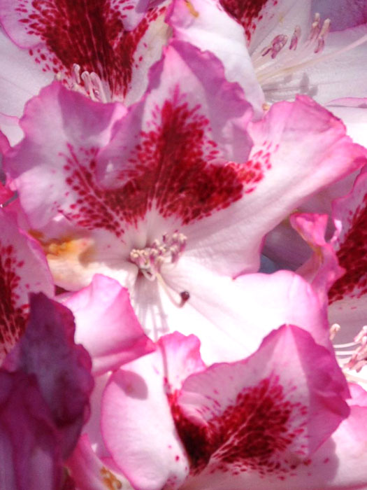 Rhododendron 'Hachmanns Charmant'