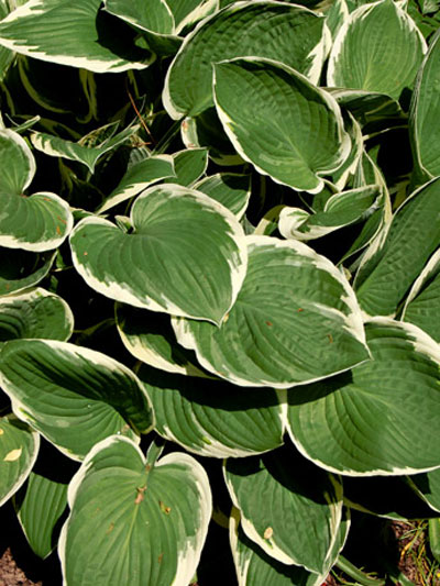 Funkie 'Francee', Hosta fortunei (Art.Nr. 521480)