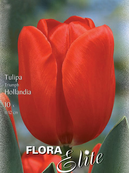 Triumph-Tulpe 'Hollandia' (Art.Nr. 595224)